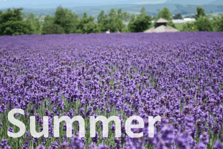 Summer in Furano